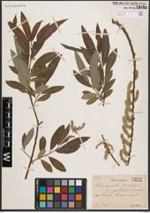 Foto von Salix caprea L. x Salix viminalis L.